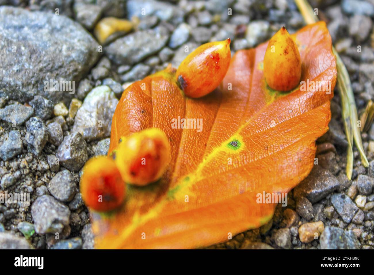 Orang yellow autumn leaves on the asphalt ground with mushrooms fruits fungal infestation in Leherheide Bremerhaven Bremen Germany Stock Photo