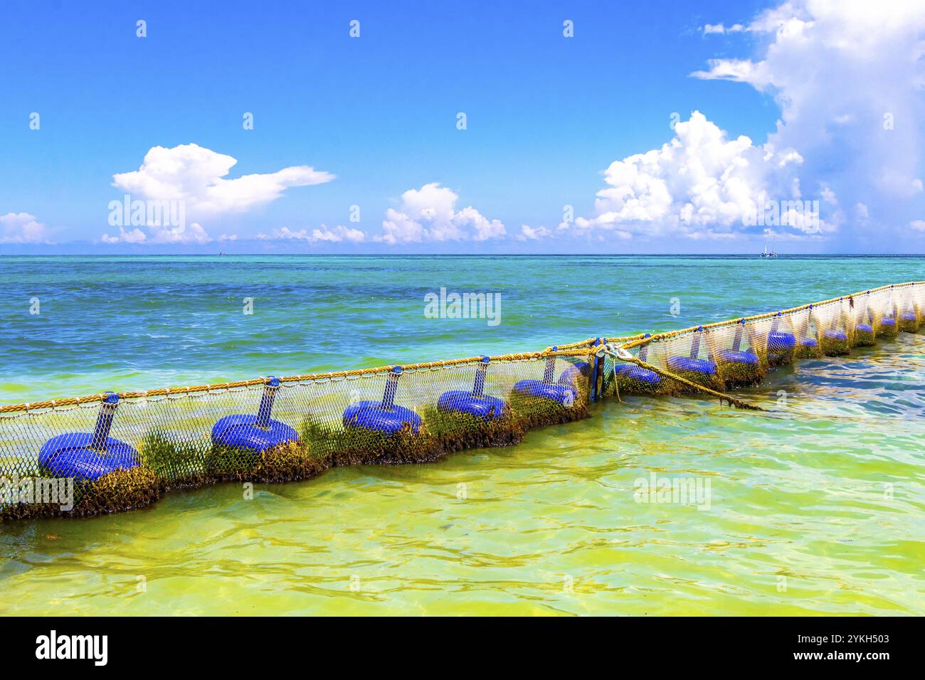 Tropical mexican caribbean beach and sea with Sargazo seaweed sea weed net rope and buoys in clear turquoise blue water in Playa del Carmen Mexico Stock Photo