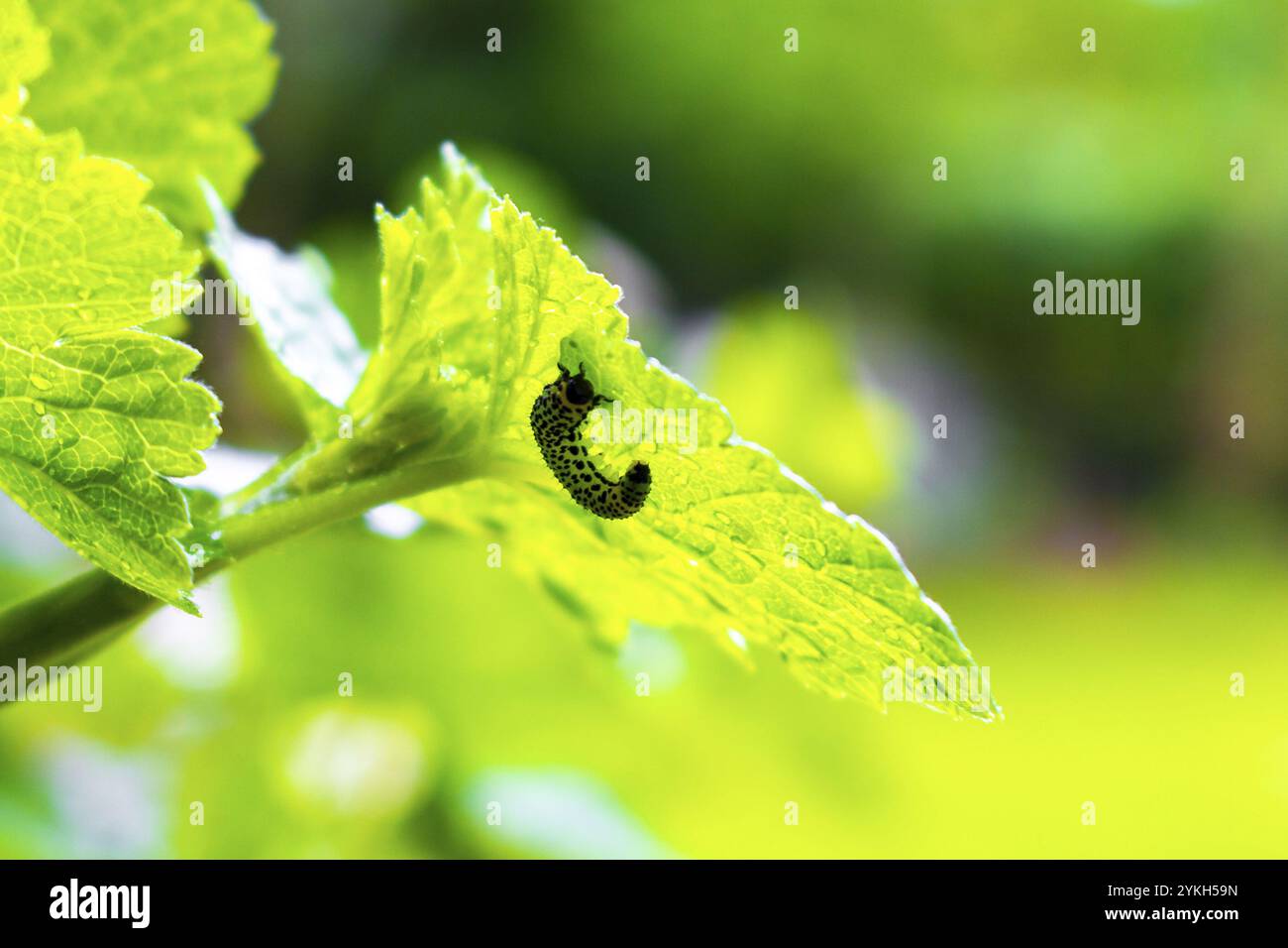 Small green caterpillar eats foliage leaf in Leherheide Bremerhaven Bremen Germany Stock Photo