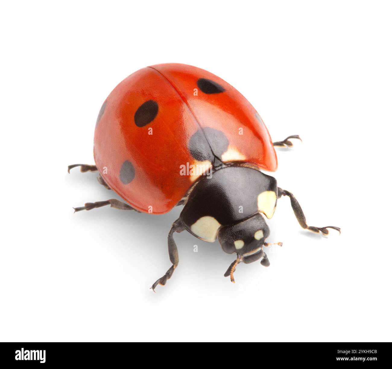 Garden bug bird Cut Out Stock Images & Pictures - Alamy