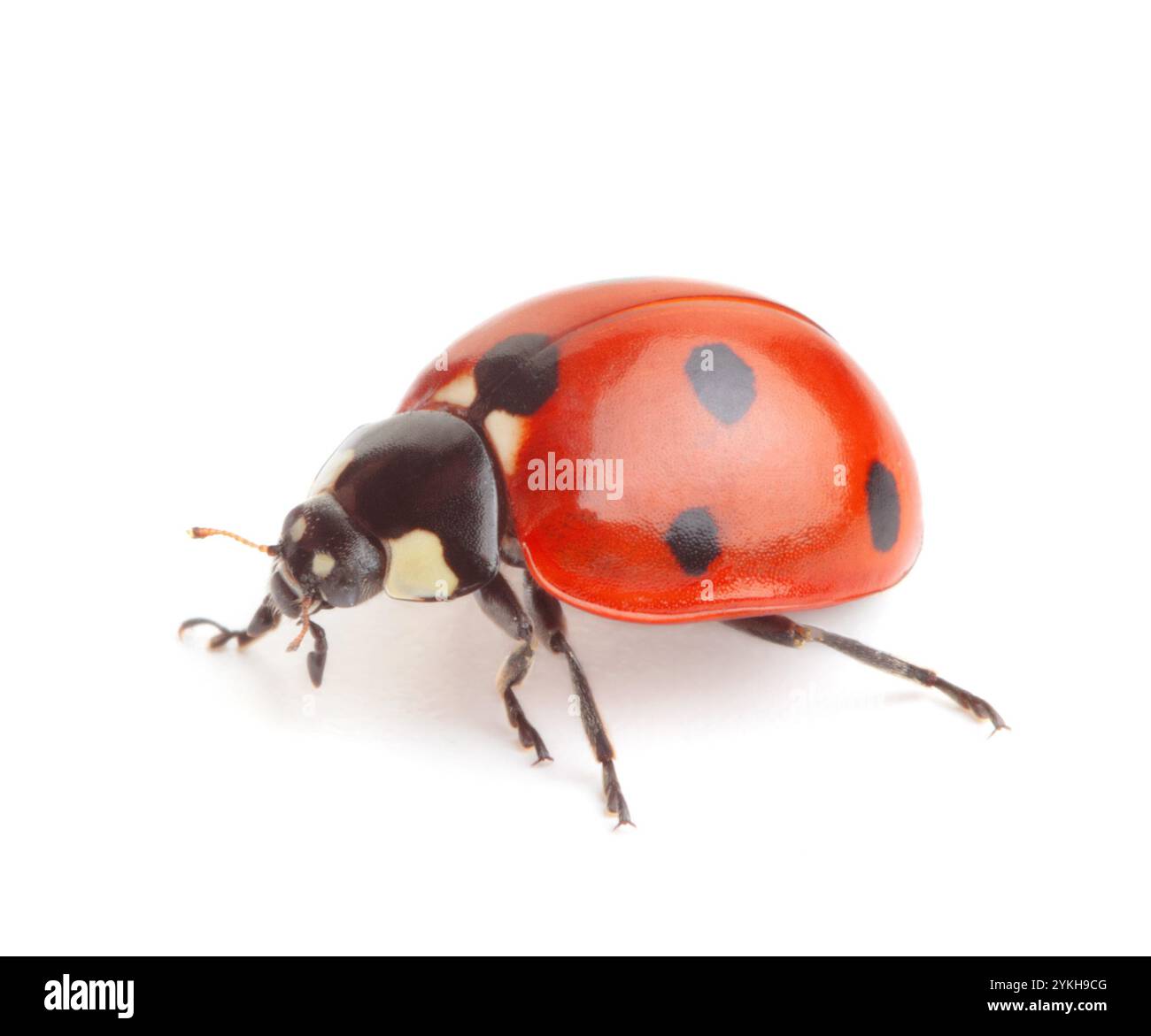 Garden bug bird Cut Out Stock Images & Pictures - Alamy