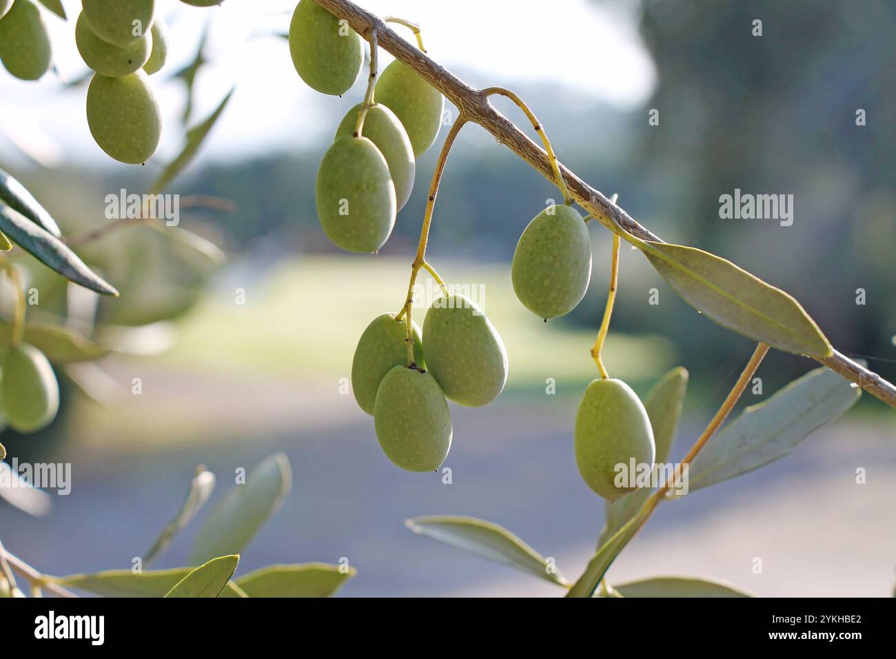 Olive tree branches with green olives growing in the garden Stock Photo ...
