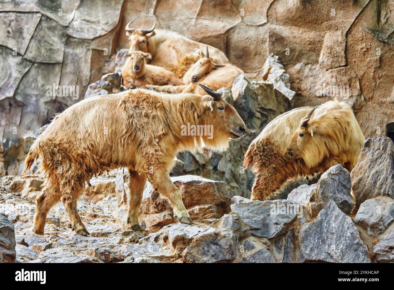 Szechwan Takin in its natural habitat in the wild. Stock Photo