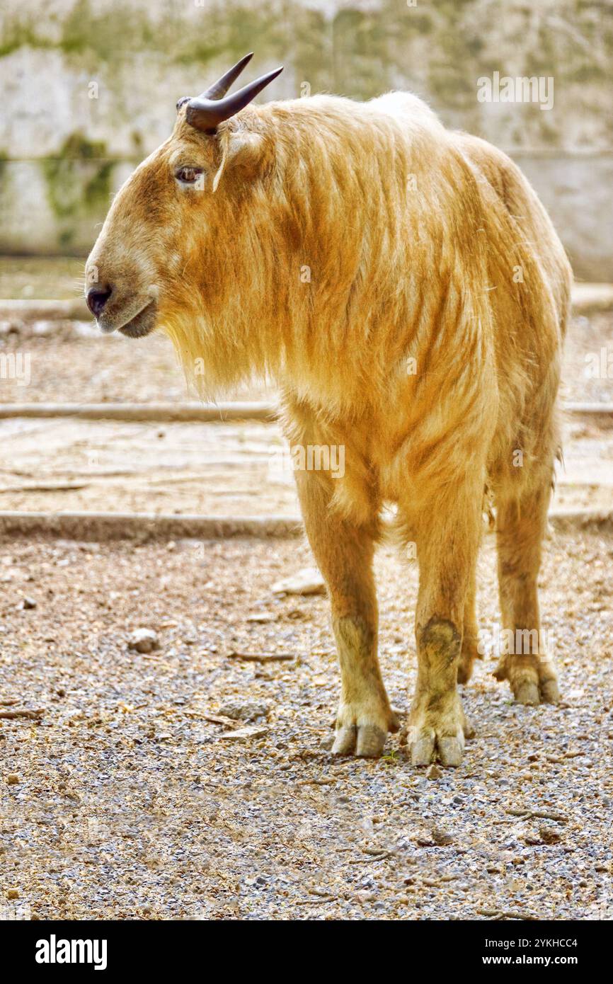 Szechwan Takin in its natural habitat in the wild. Stock Photo