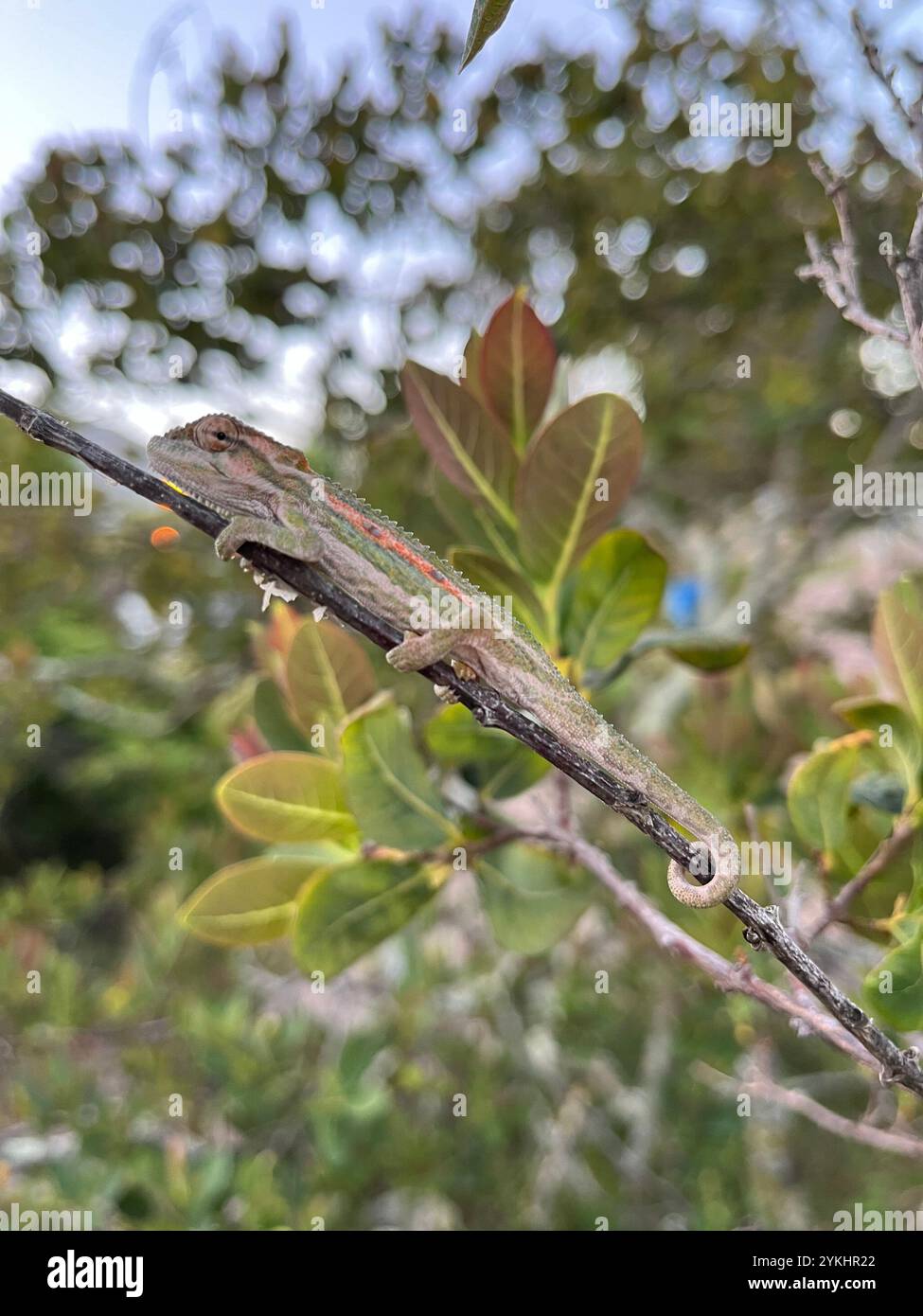 Sunbathing - Smartphone Captured Stock Image