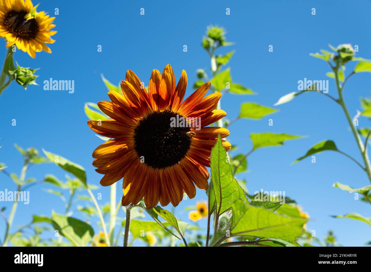 Sunflower summertime hi-res stock photography and images - Alamy