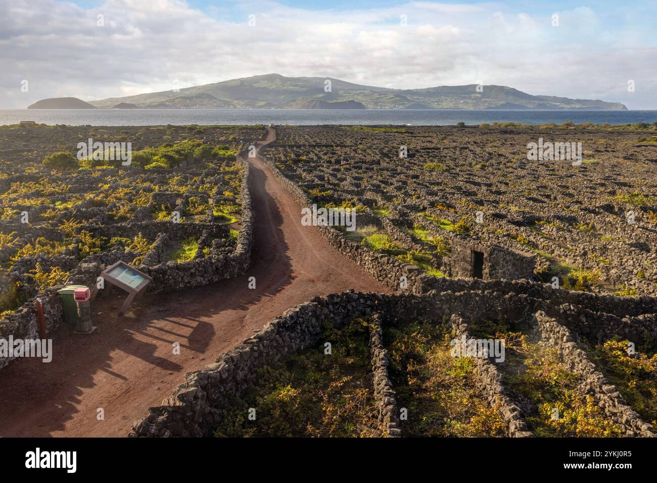 The landscape of the Pico Island Vineyard Culture in Lajido da Criação ...