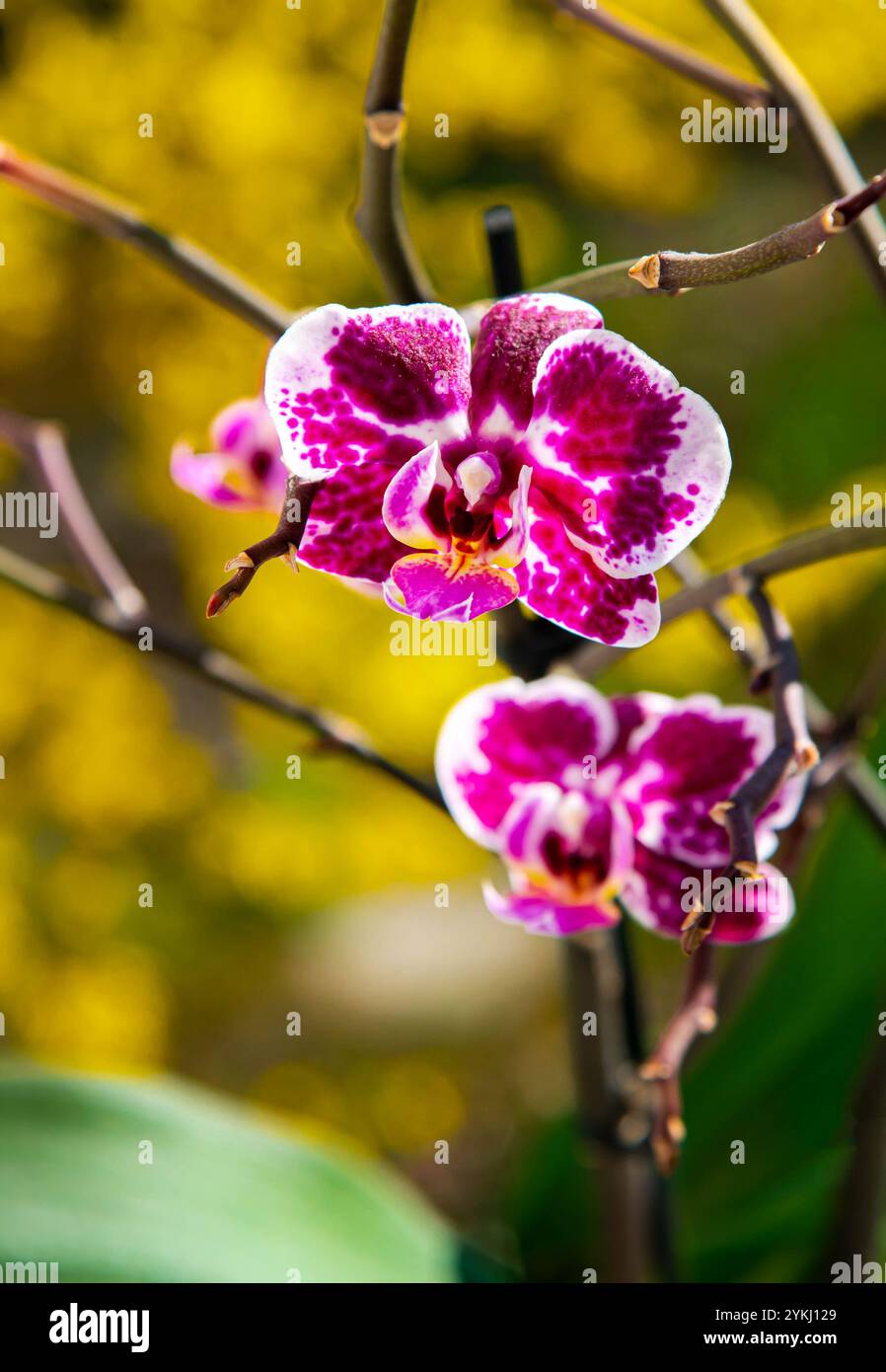 Orchid plant features delicate hi-res stock photography and images - Alamy