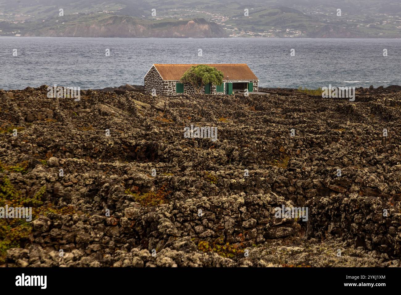 The landscape of the Pico Island Vineyard Culture in Lajido da Criação ...