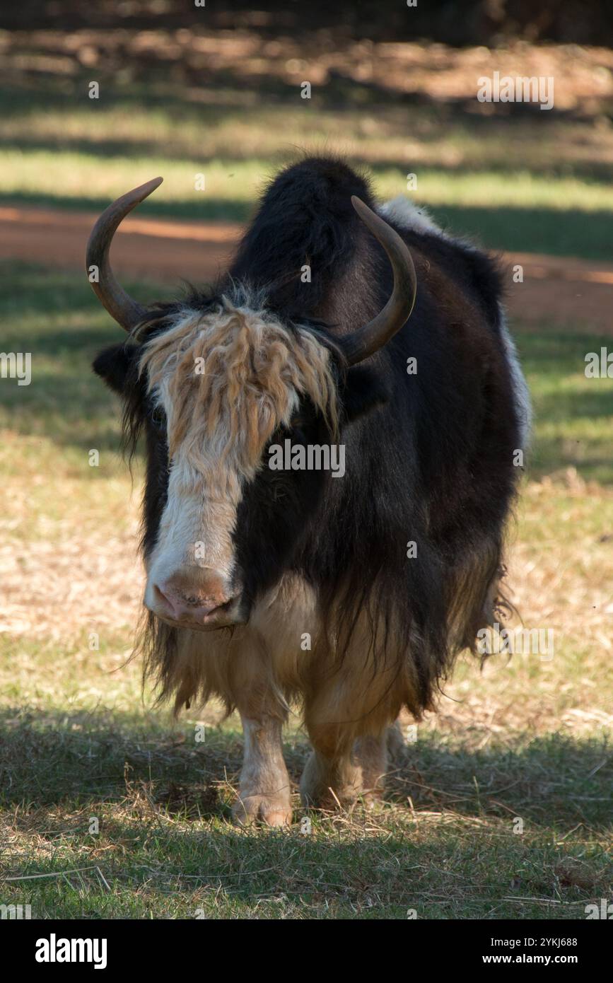 yak shawl