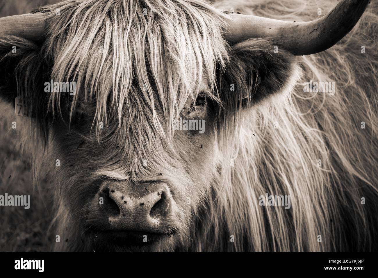 Highland Cow Portrait Stock Photo Alamy highland-cow-portrait-stock-photo-alamy