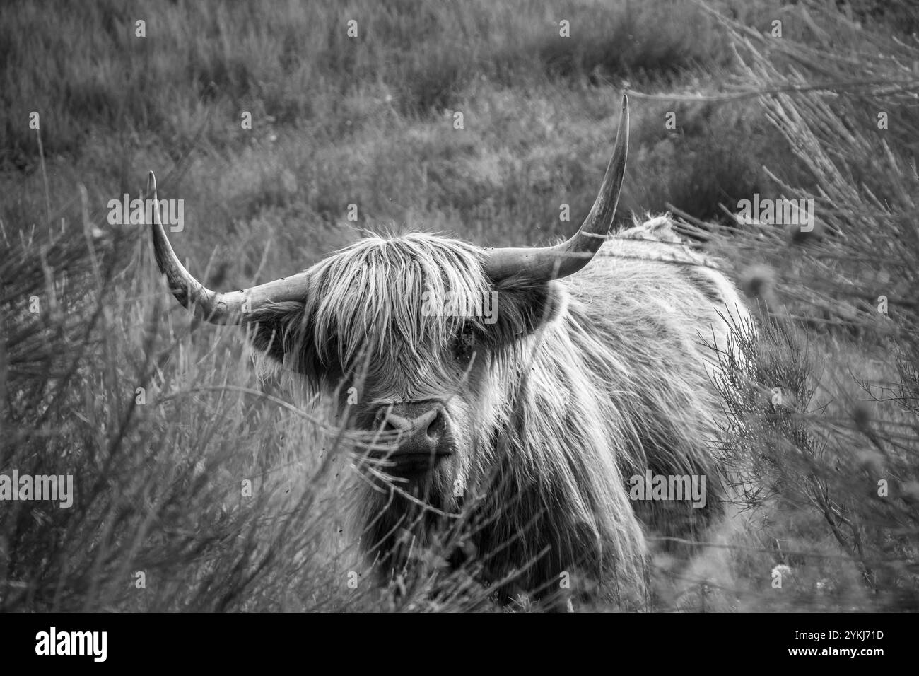 Highland Cow Portrait Stock Photo Alamy highland-cow-portrait-stock-photo-alamy