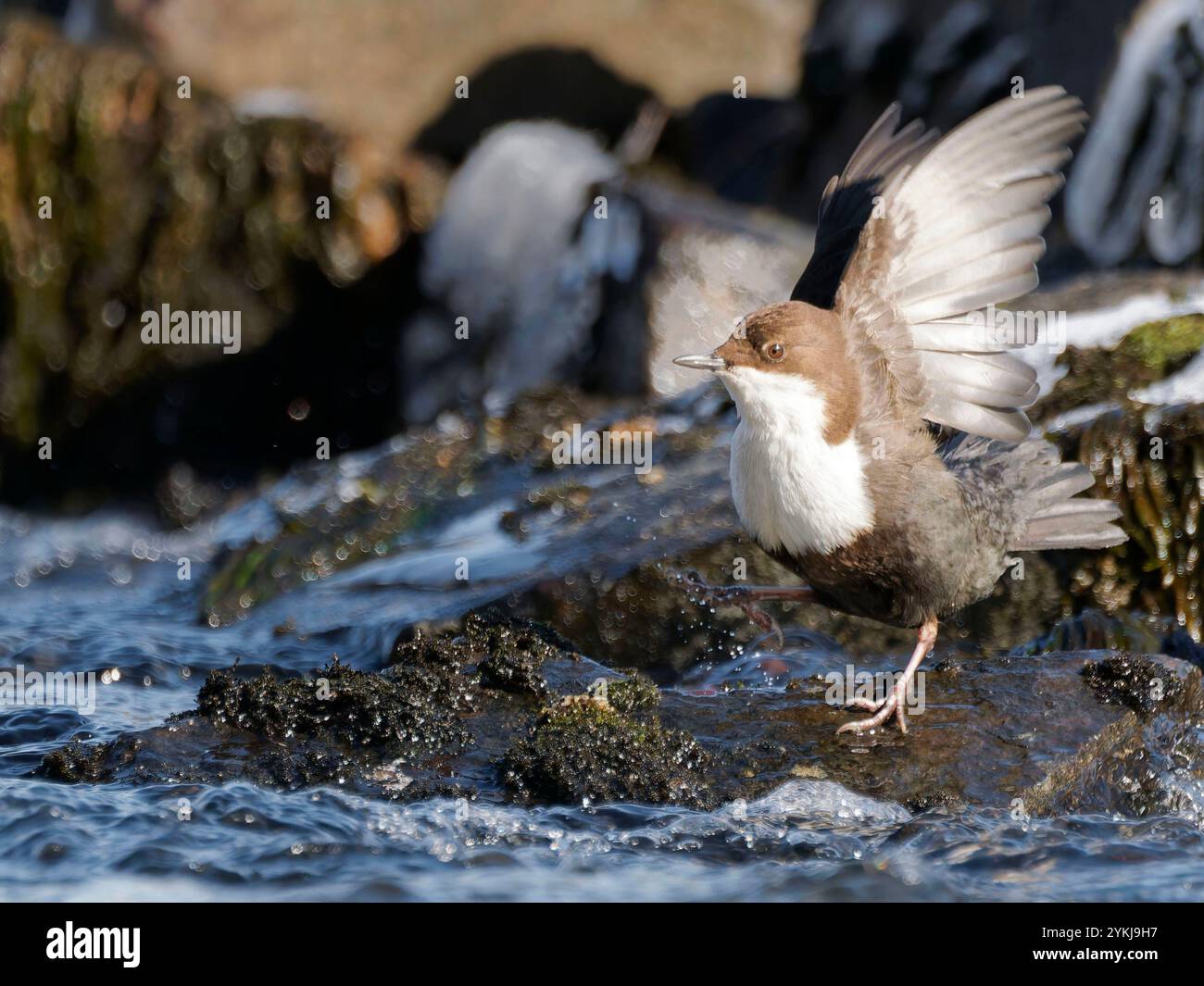 Dive Dipper White throated dipper diving hi-res stock photography and images - Alamy