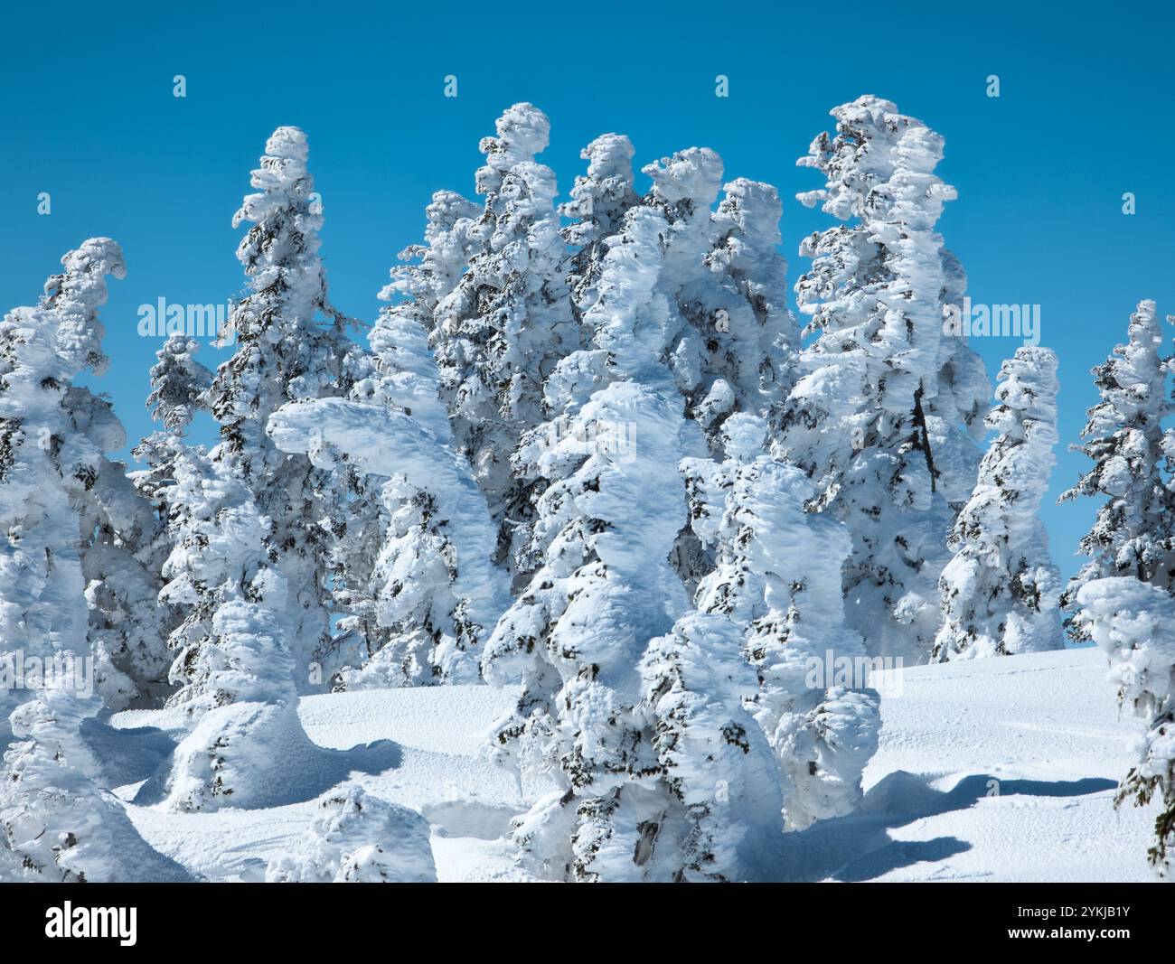 Ice covered tree mount hi-res stock photography and images - Alamy