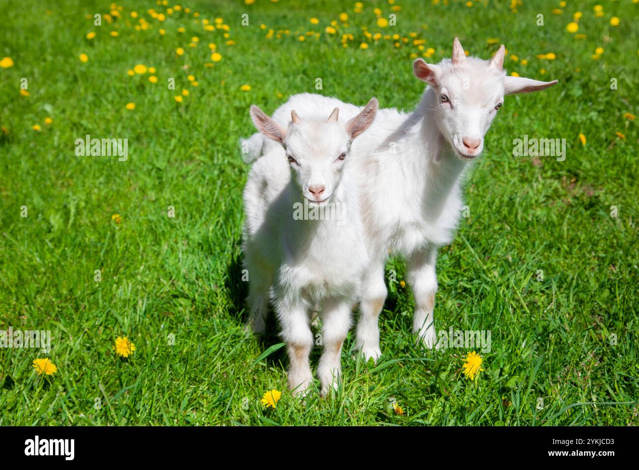 Cute little goatlings sunny hi-res stock photography and images - Alamy