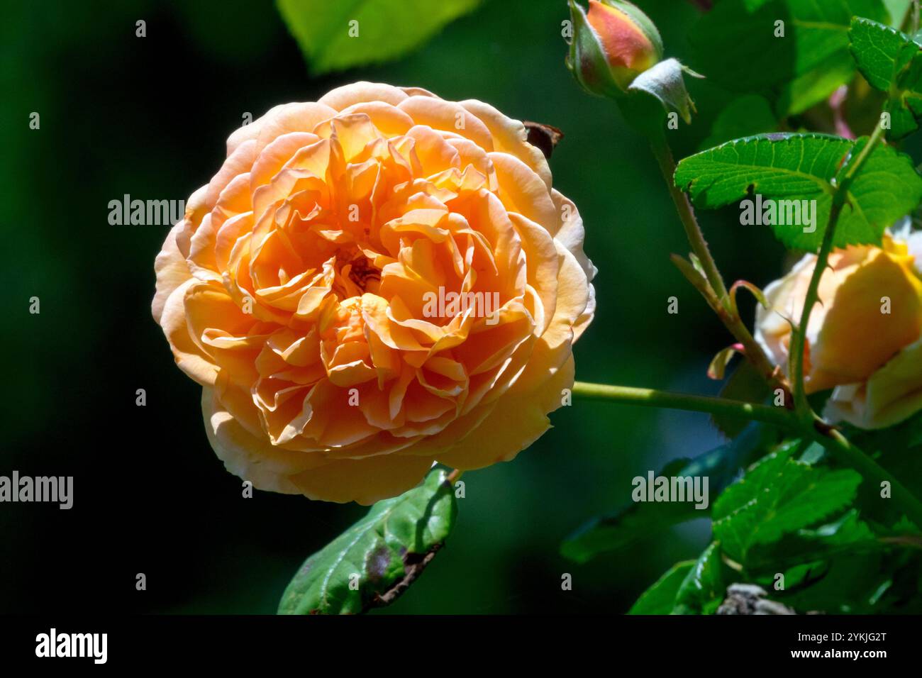 Orange  Rosa 'Crown Princess Margareta' beautiful flower noticeably intensely fragrant Stock Photo