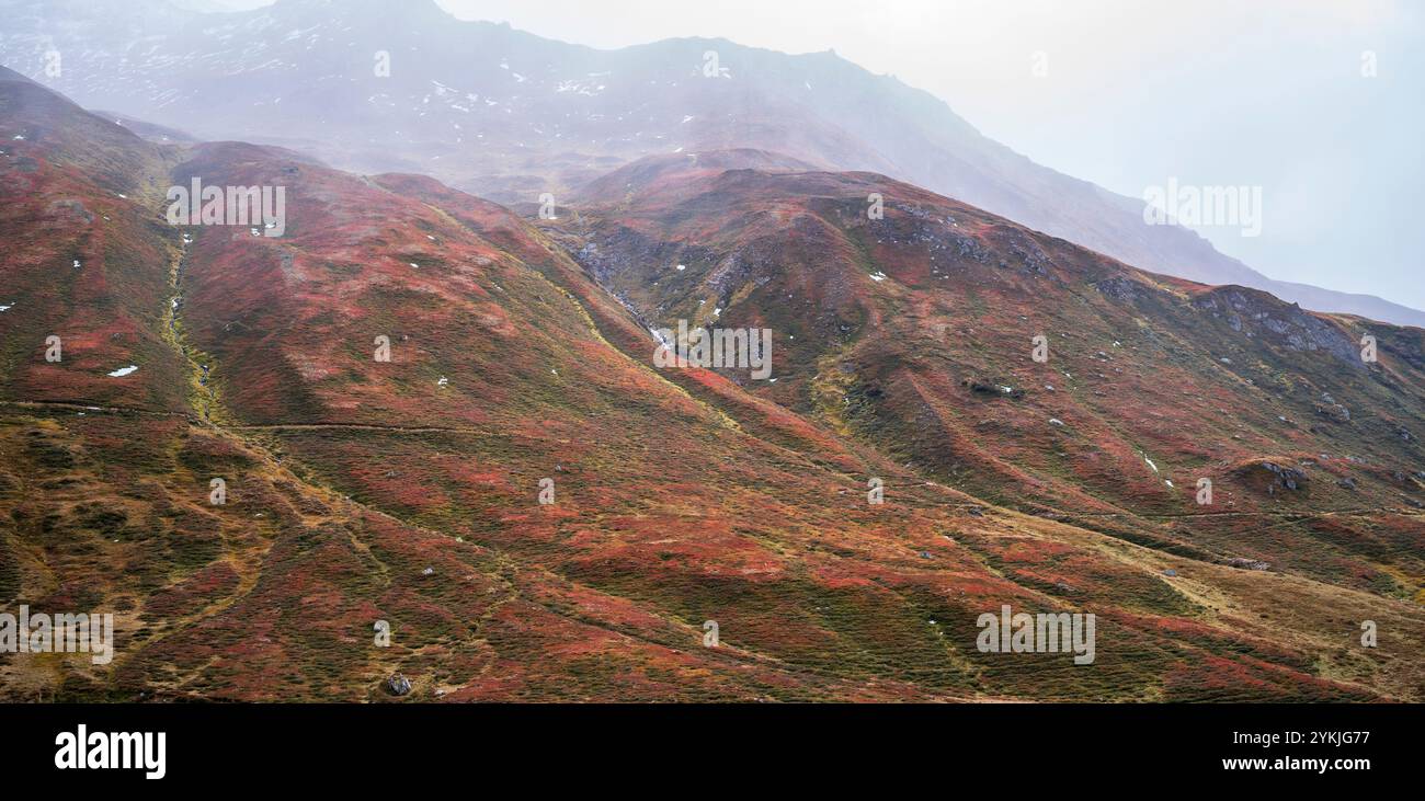 Autumnal red-coloured alpine bearberry (Arctostaphylos alpinus) as seen from Bernina Express in Switzerland Stock Photo