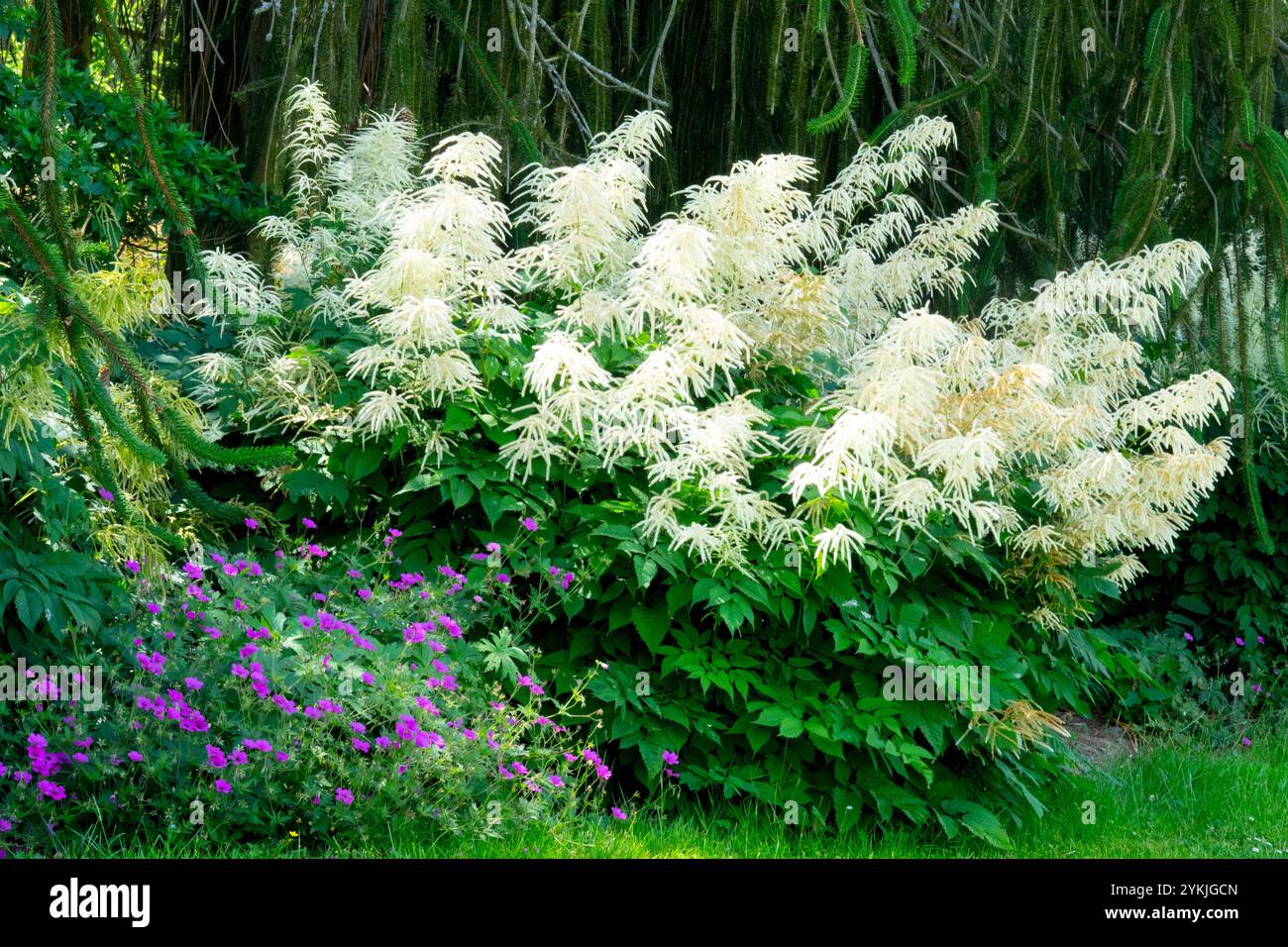 Hardy Geranium Aruncus dioicus sylvester natural garden scenery Stock Photo