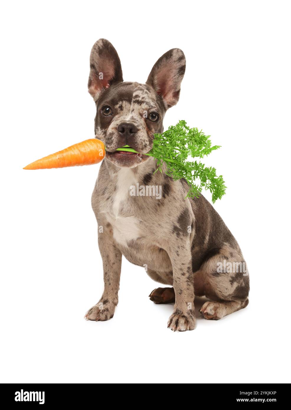 Dog carrot Cut Out Stock Images & Pictures - Page 2 - Alamy