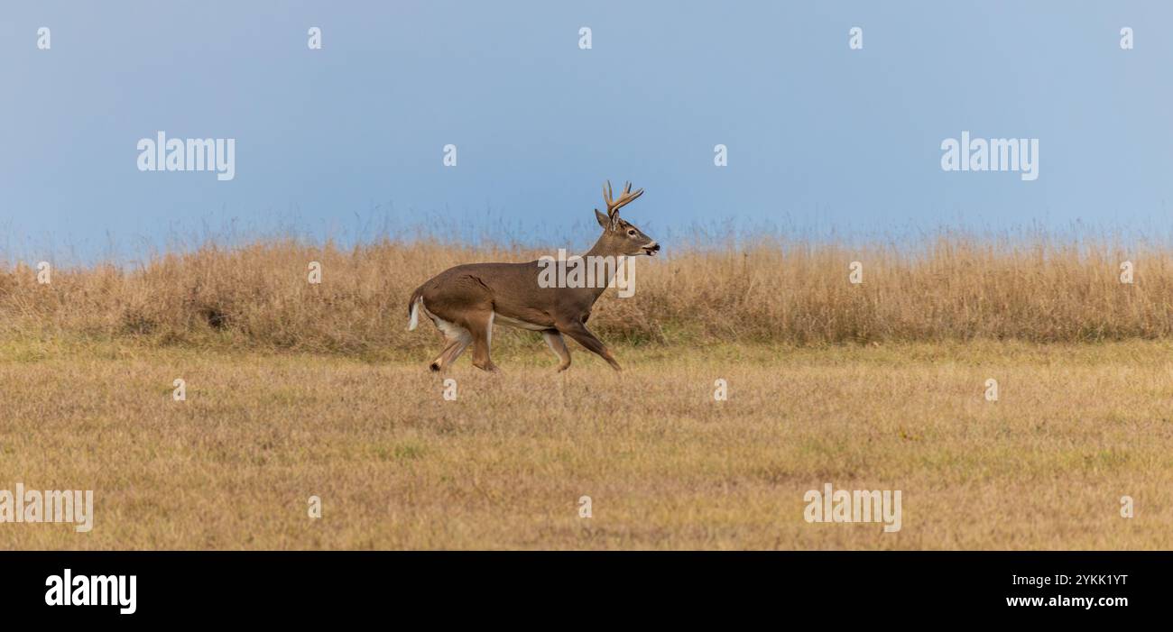 Wi Whitetail Rut White-tailed buck during the rut in northern Wisconsin Stock Photo - Alamy