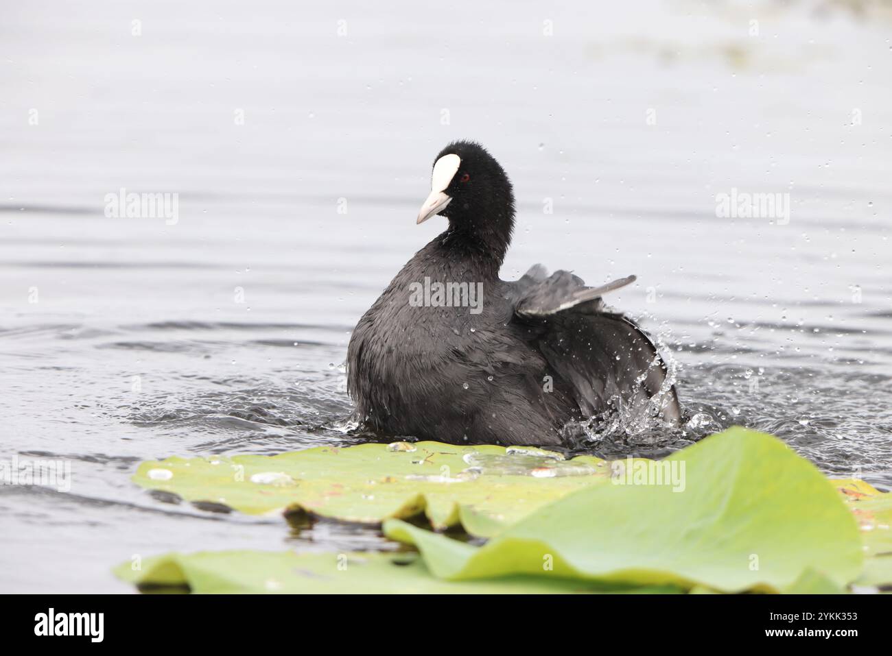 Eurasian coot (Fulica atra), also known as the common coot, or Australian coot, is a member of the rail and crake bird family, the Rallidae. This phot Stock Photo