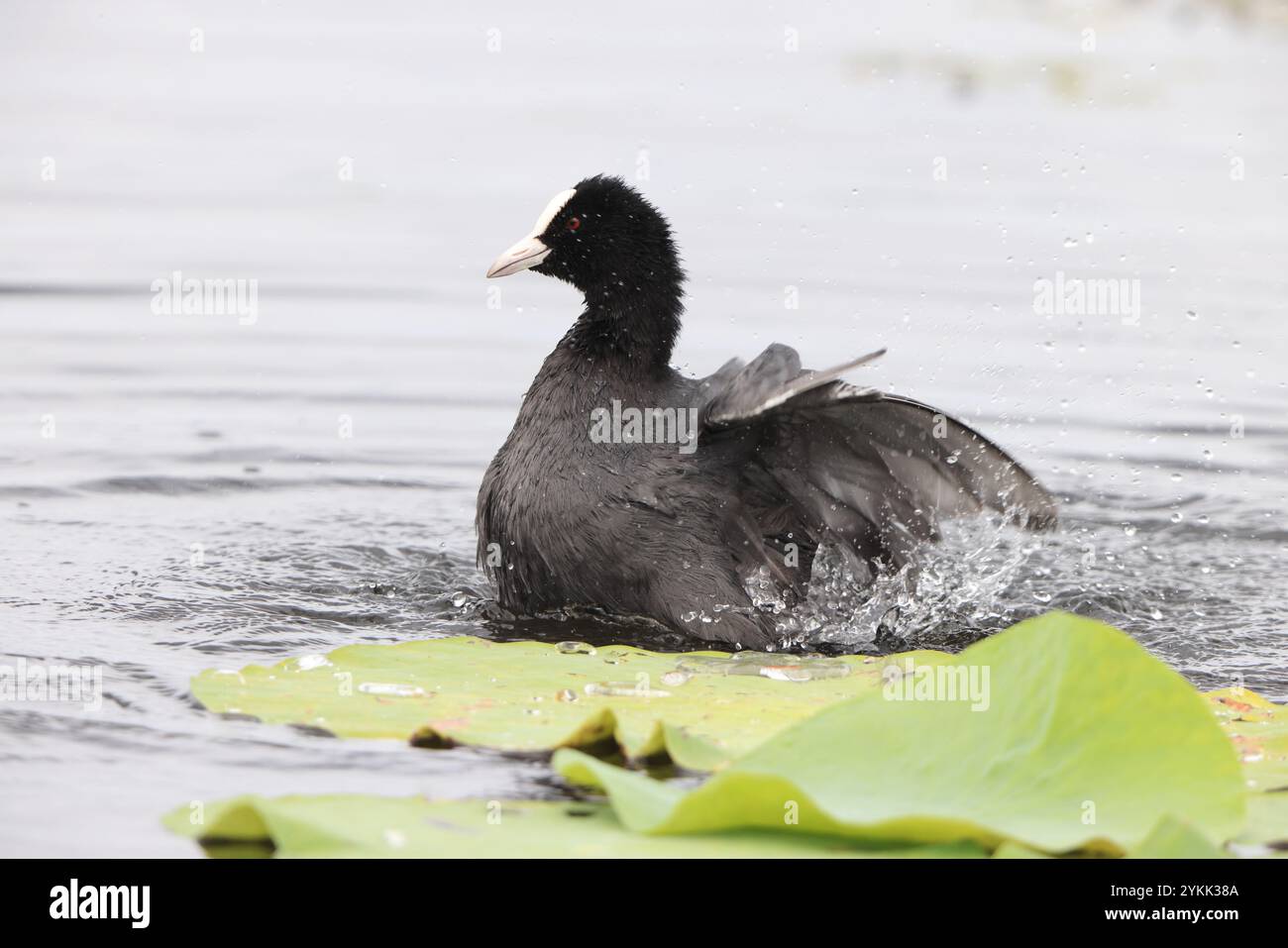 Eurasian coot (Fulica atra), also known as the common coot, or Australian coot, is a member of the rail and crake bird family, the Rallidae. This phot Stock Photo