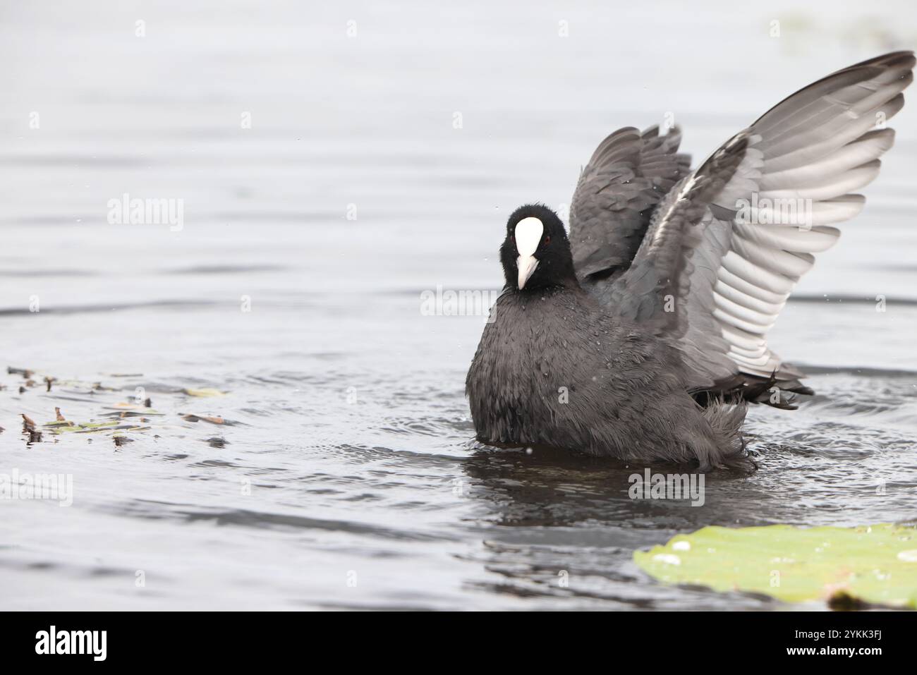Eurasian coot (Fulica atra), also known as the common coot, or Australian coot, is a member of the rail and crake bird family, the Rallidae. This phot Stock Photo