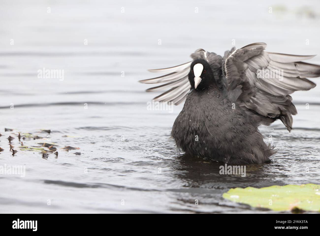 Eurasian coot (Fulica atra), also known as the common coot, or Australian coot, is a member of the rail and crake bird family, the Rallidae. This phot Stock Photo