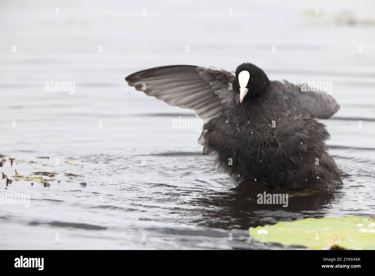 Eurasian coot (Fulica atra), also known as the common coot, or Australian coot, is a member of the rail and crake bird family, the Rallidae. This phot Stock Photo
