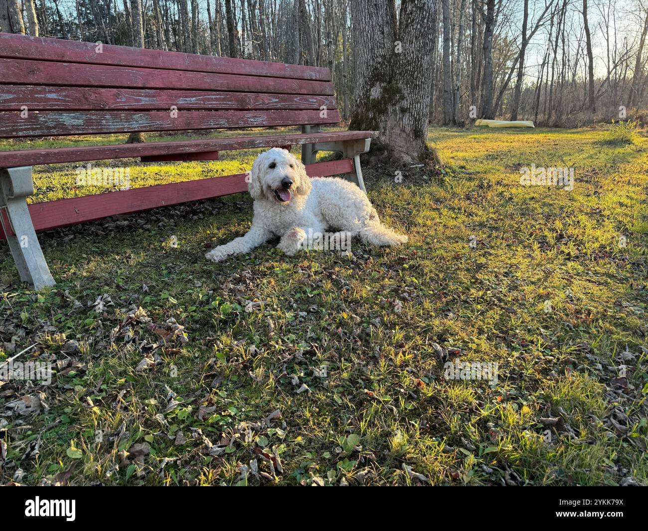 Dog By Bench In The Fall - Smartphone Captured Stock Image