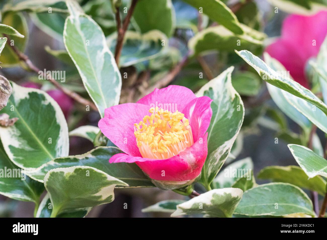 Evergreen camellia shrub hi-res stock photography and images - Page 2 -  Alamy