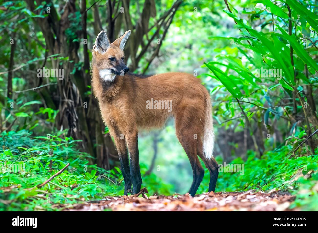 Maned wolf brazil hi-res stock photography and images - Alamy