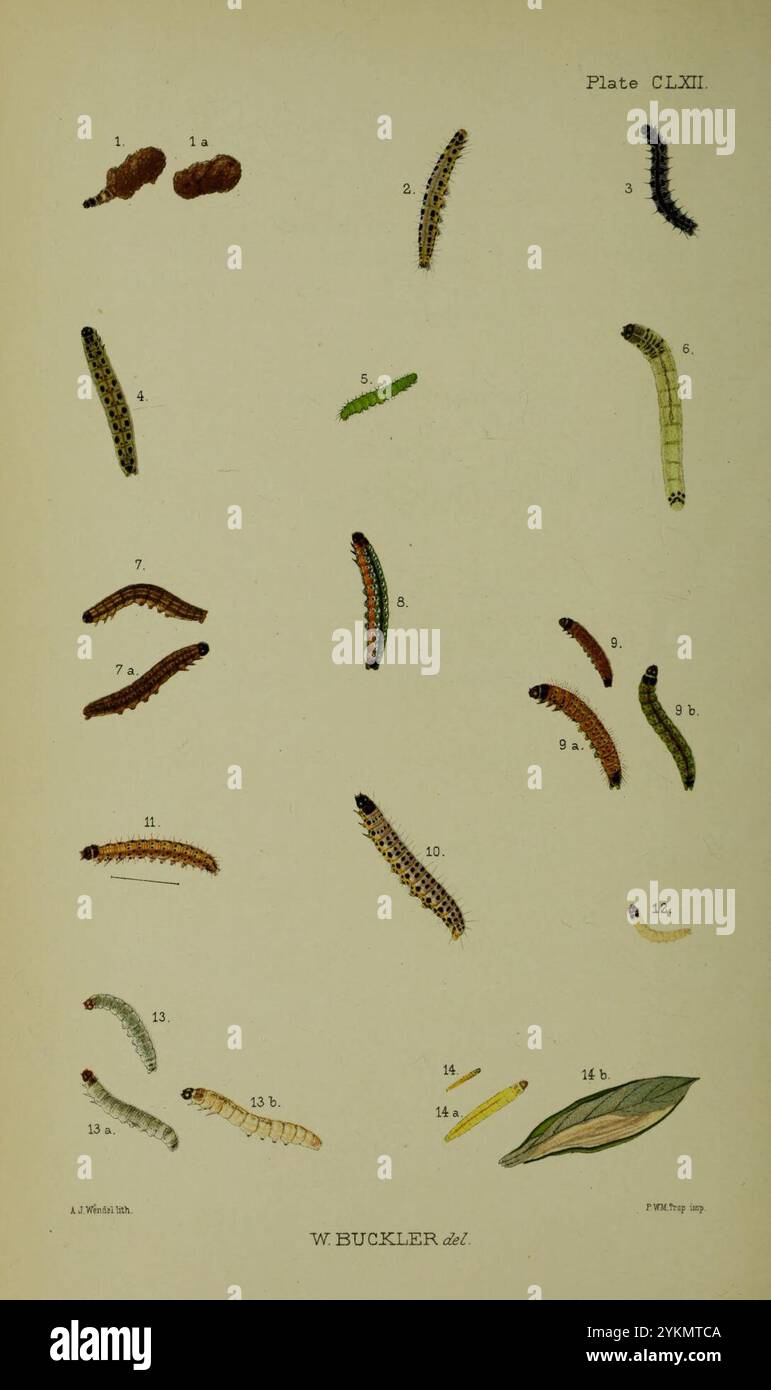 Buckler W The Larv Of The British Butterflies And Moths Plate CLXII Buckler W The Larv Of The British Butterflies And Moths Plate CLXII
