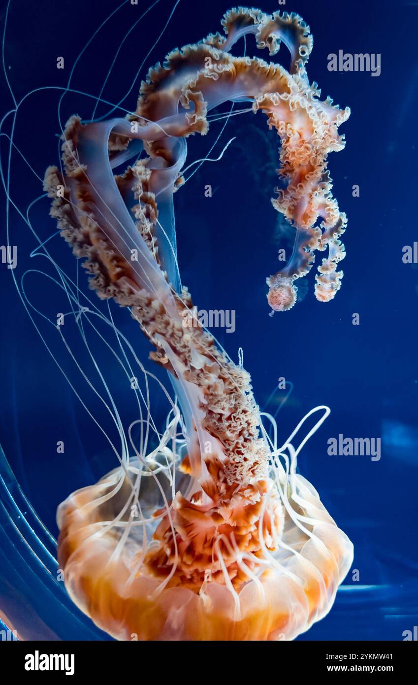 Elegant What Color Are Jellyfish Photos