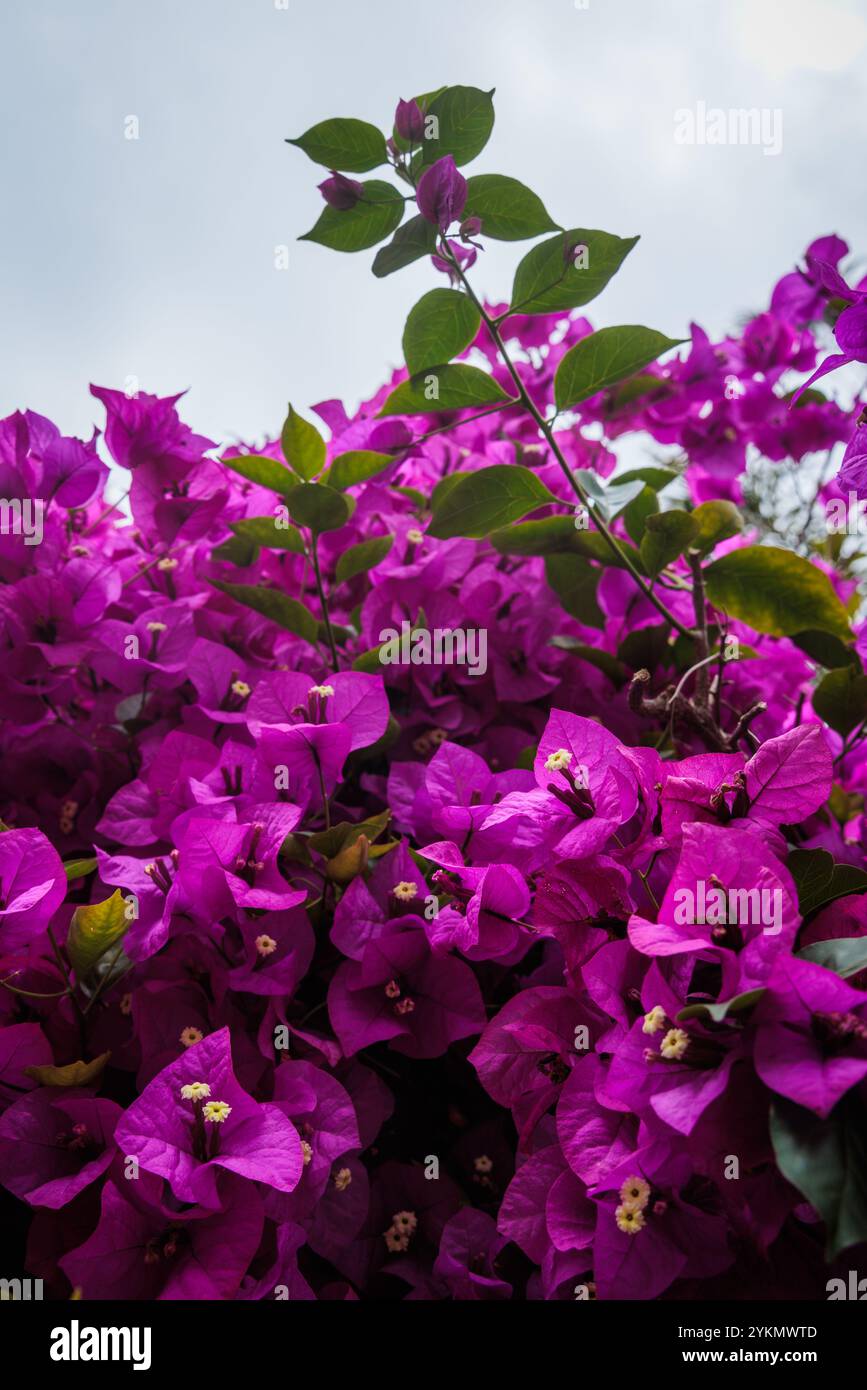 Vibrant magenta flowers on bougainvillea tree in Sydney, Australia Stock Photo