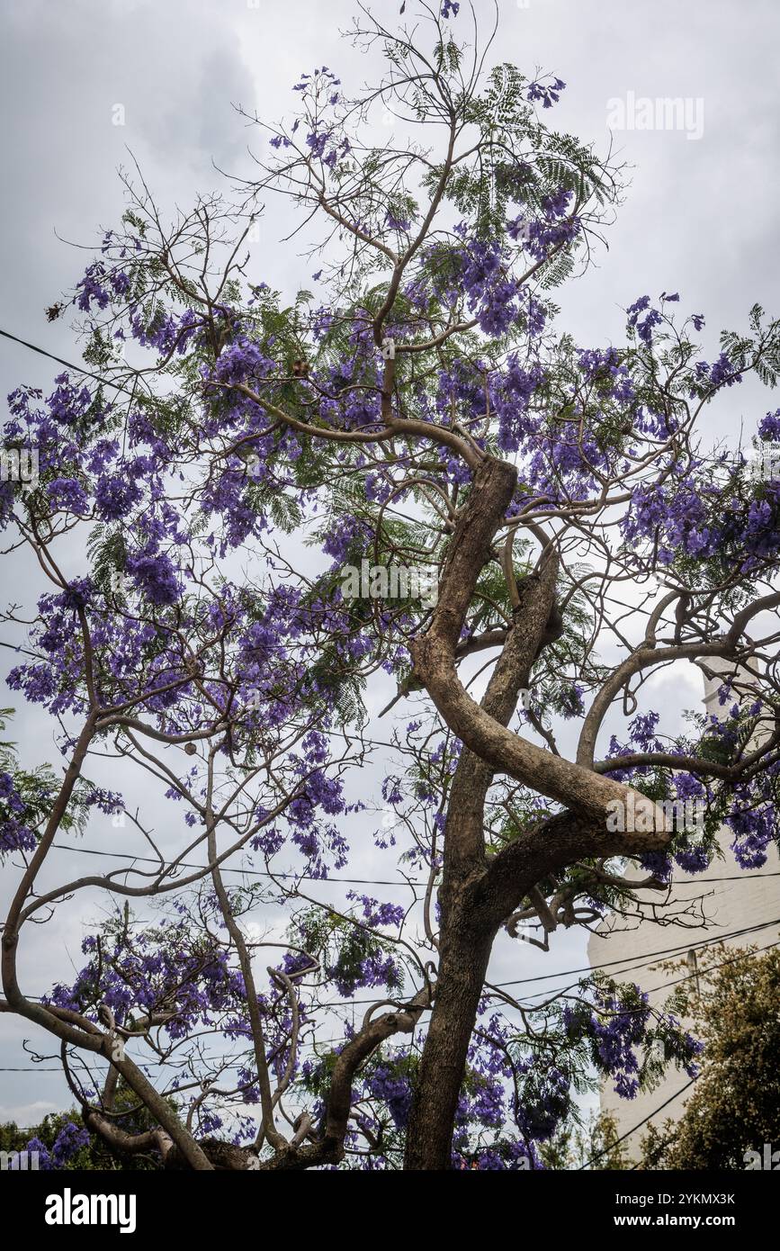 Purple flowers bloom on jacaranda trees in Sydney, New South Wales, Australia. Stock Photo
