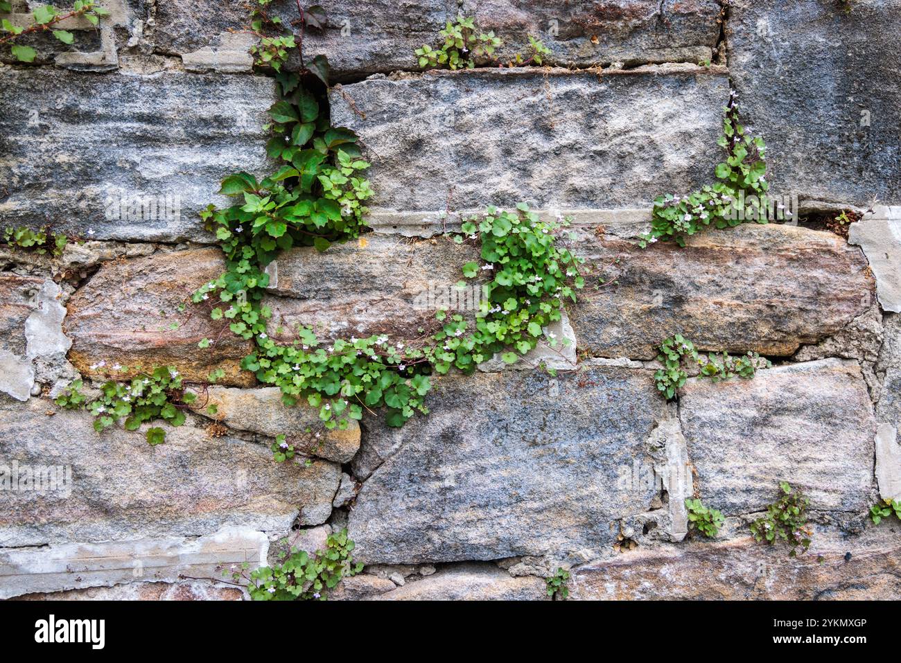 Wall cracks hi-res stock photography and images - Alamy
