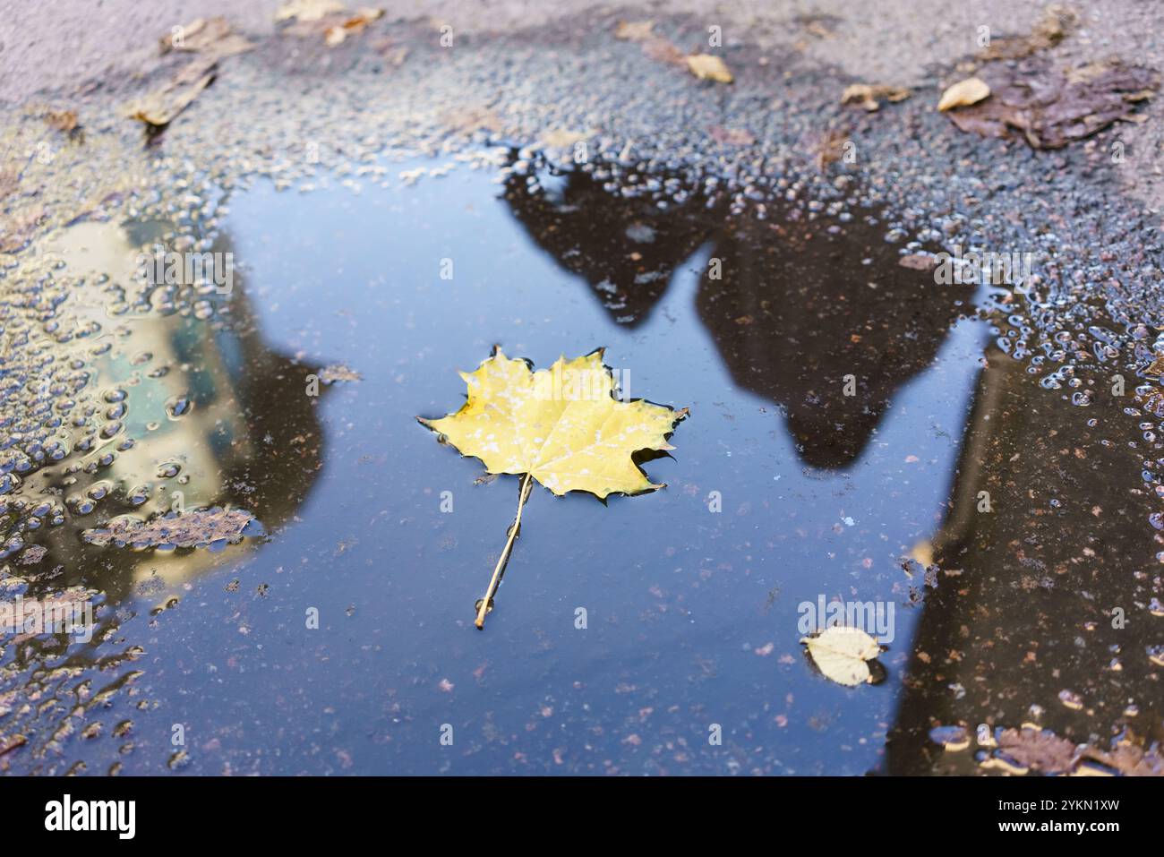 Leaf is floating on a puddle of water. The leaf is yellow and the water ...