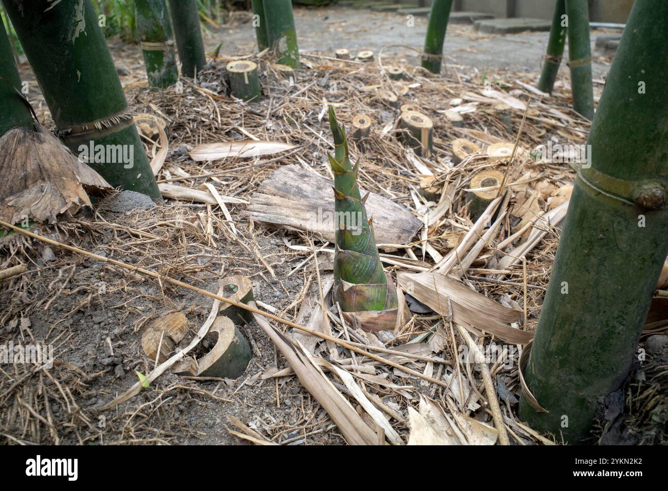 Young bamboo sprouts (Bambusa vulgaris) at agriculture garden in ...