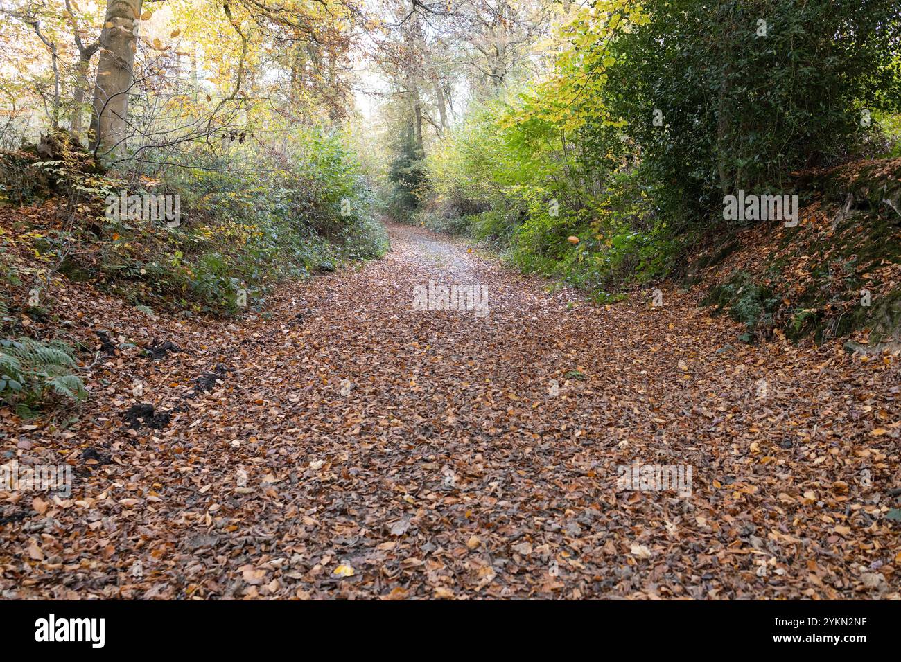 Woodland fall colors hi-res stock photography and images - Alamy