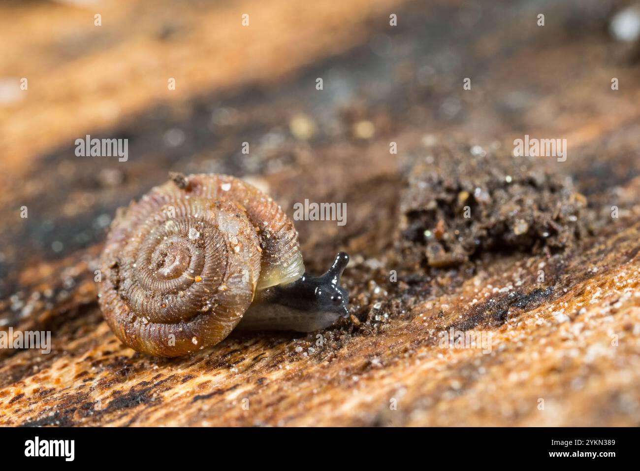 Discus ruderatus hi-res stock photography and images - Alamy