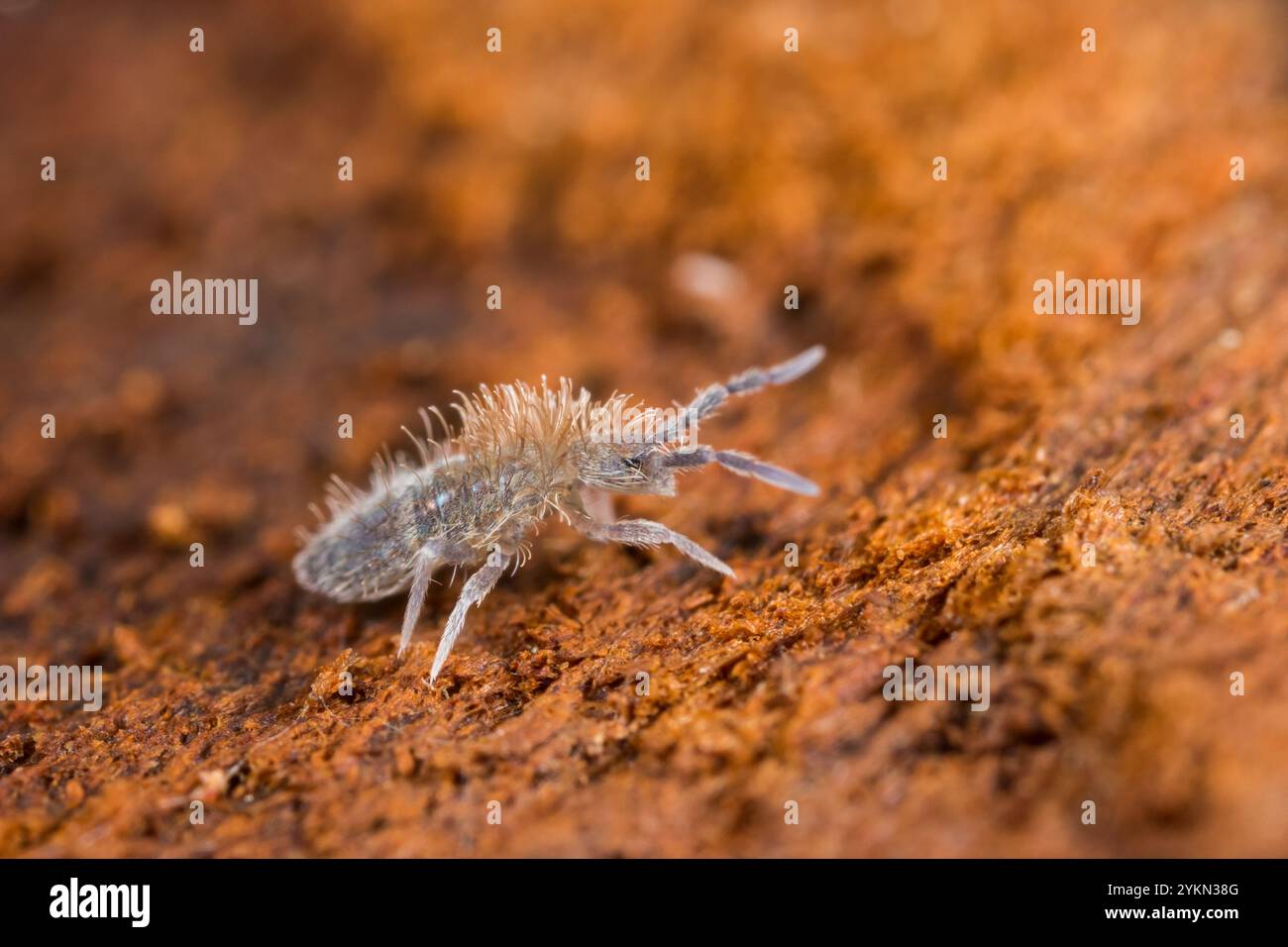 Slender organism hi-res stock photography and images - Alamy