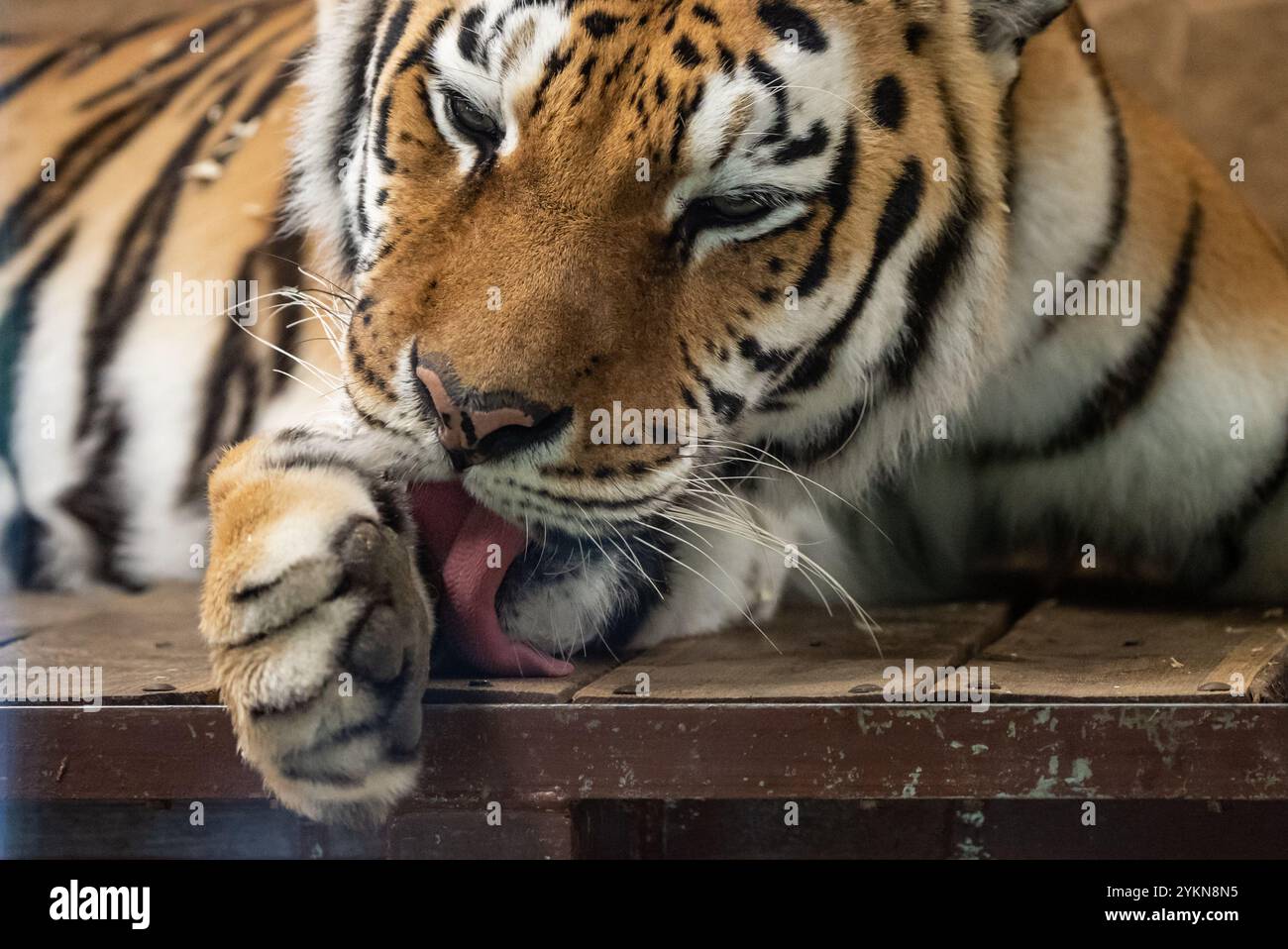 tiger blood in mouth movie