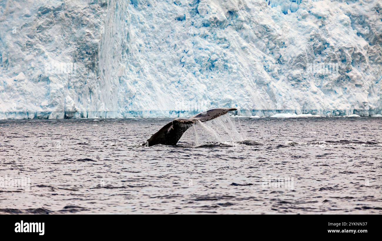 Whale Watching of Humpback whales in the Antarctic area Stock Photo - Alamy