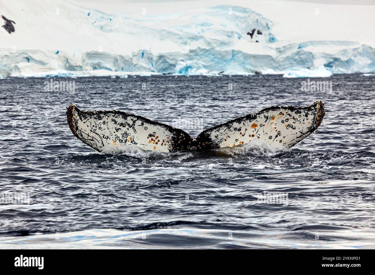 Whale Watching of Humpback whales in the Antarctic area Stock Photo - Alamy