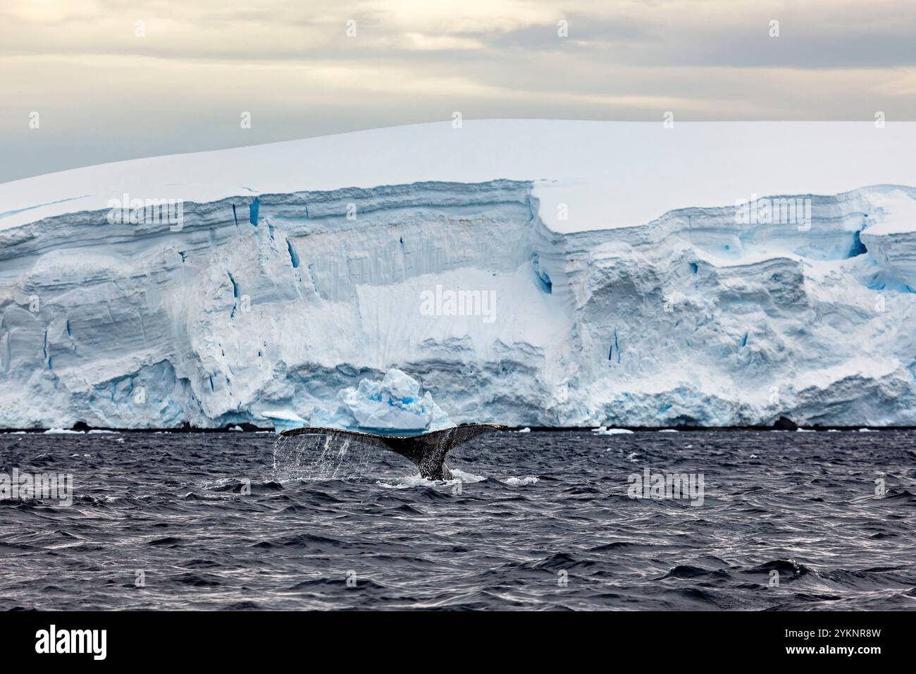 Whale Watching of Humpback whales in the Antarctic area Stock Photo - Alamy