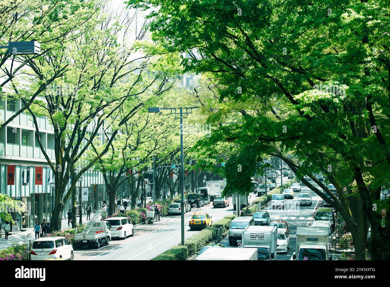 Fresh green Omotesando Stock Photo