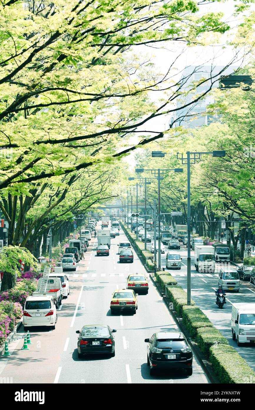 Fresh green Omotesando Stock Photo