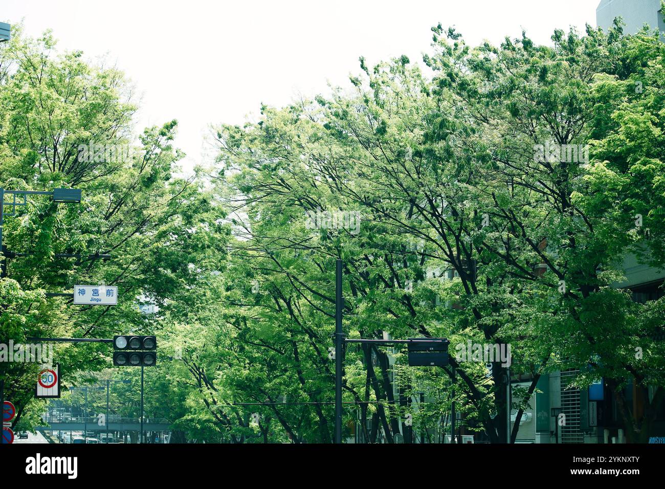 Fresh green Omotesando Stock Photo