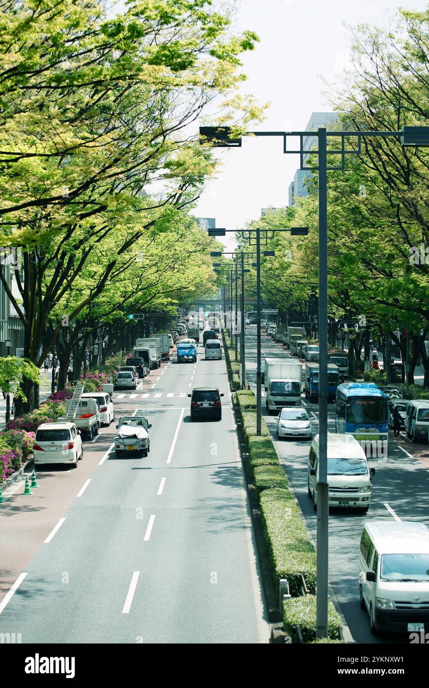 Fresh green Omotesando Stock Photo